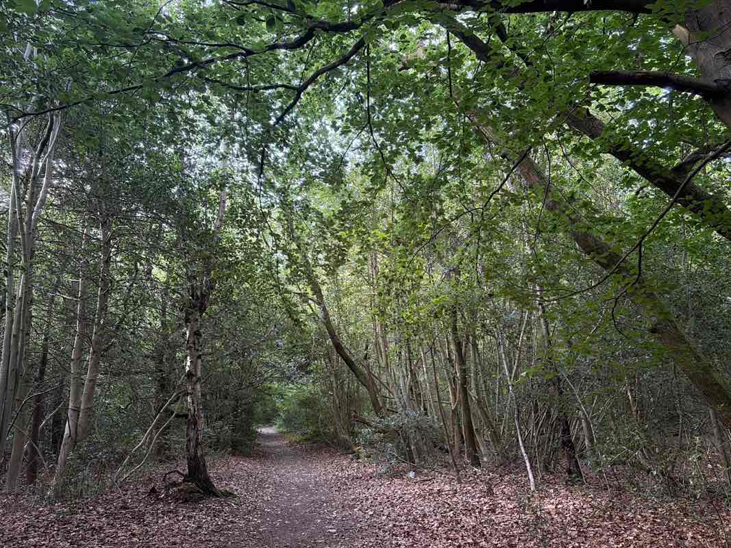 walking near me in Scadbury Park in summer