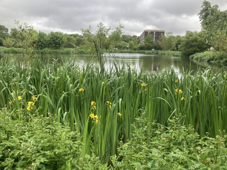walking near me in Bingham's Pond Park in spring