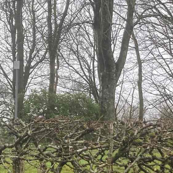 doo ron ron 🏴󠁧󠁢󠁳󠁣󠁴󠁿 post 1