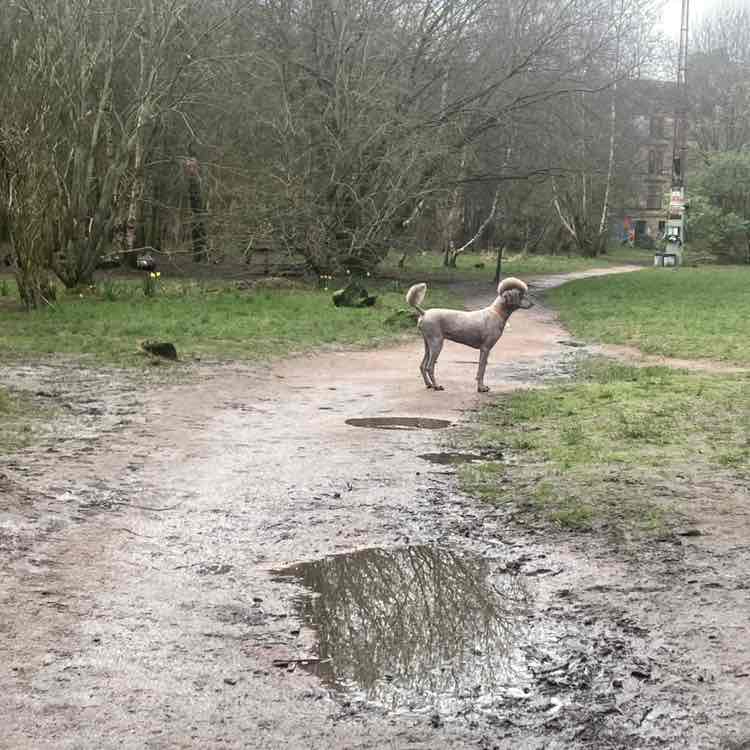 doo ron ron 🏴󠁧󠁢󠁳󠁣󠁴󠁿 post 1