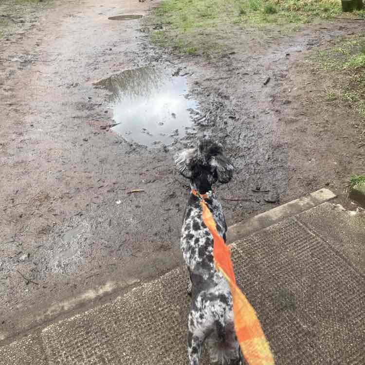 doo ron ron 🏴󠁧󠁢󠁳󠁣󠁴󠁿 post 2