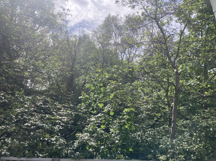 walking near me in Lennox Park in summer