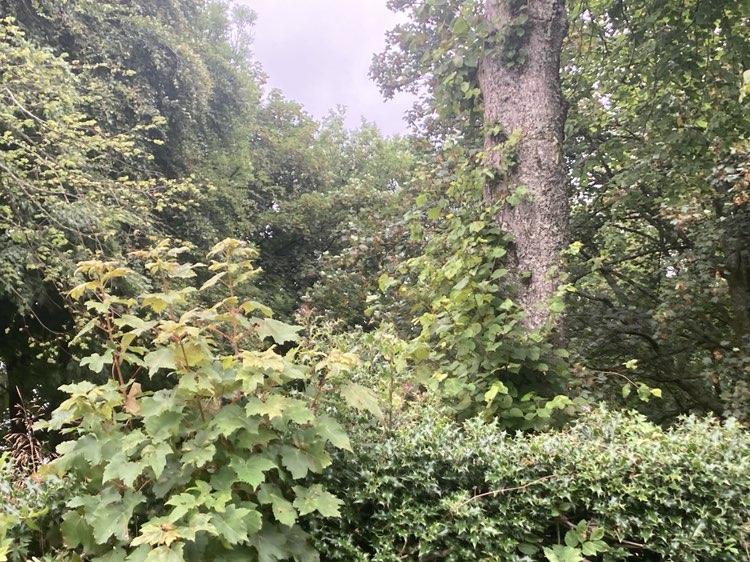 walking near me in Lennox Park in summer