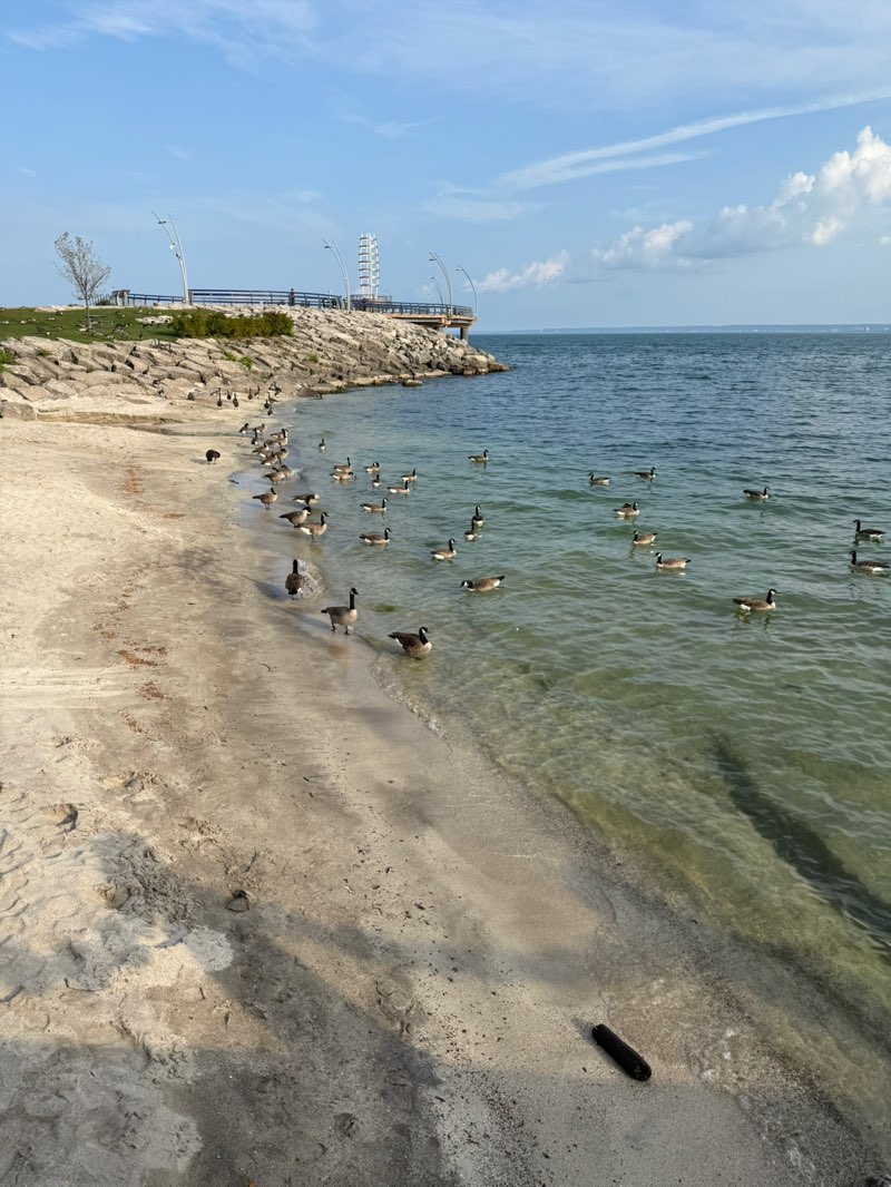 walking near me in Spencer Smith Park in autumn