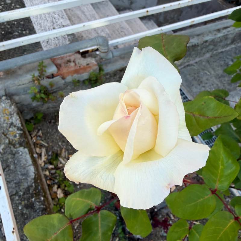 Piccola 🥇🏰🥇 post 2