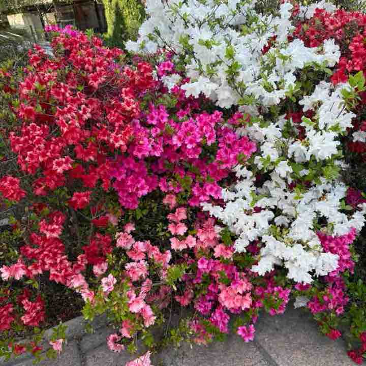 Piccola 🥇🏰🥇 post 2