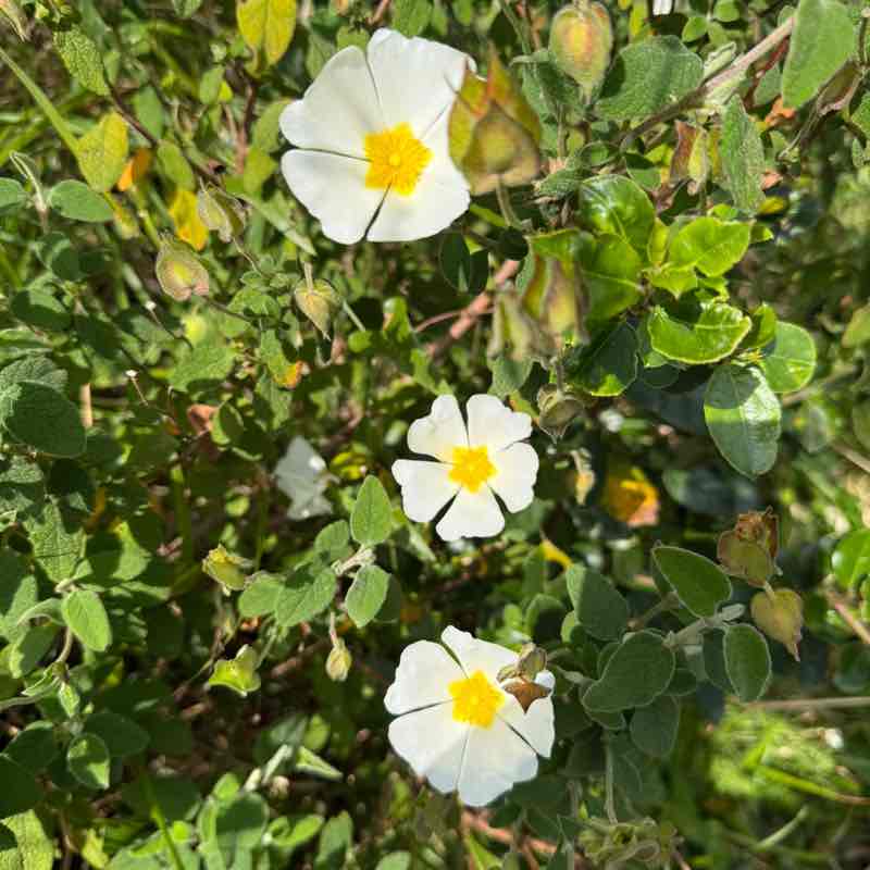 Piccola 🥇🏰🥇 post 1