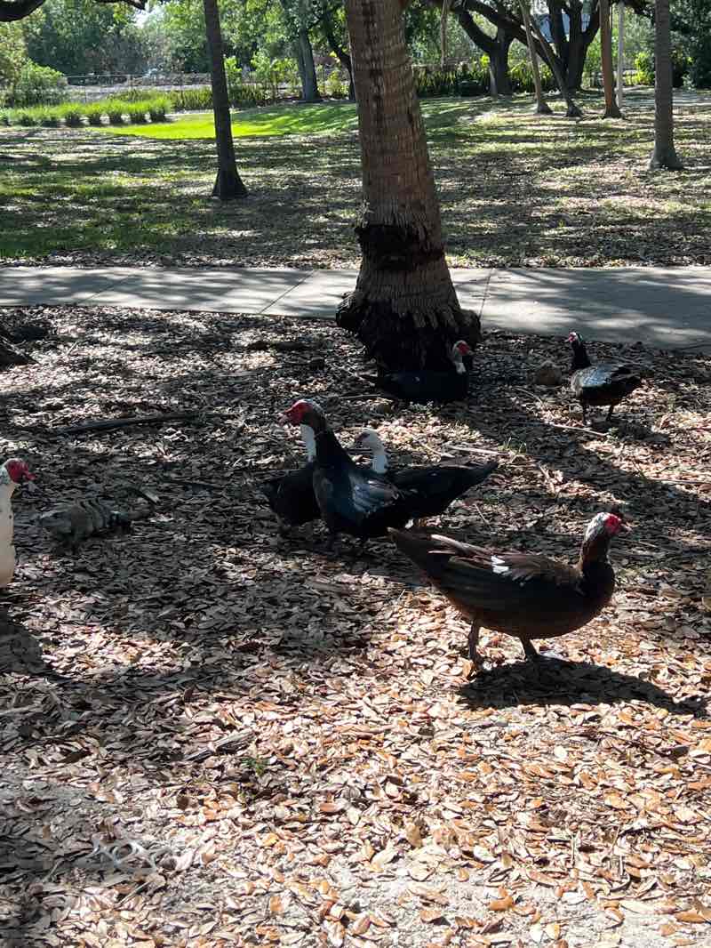 walking near me in Charles F. Vollman Park in spring