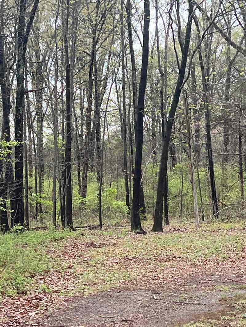 walking near me in Ellis Barron Park in spring