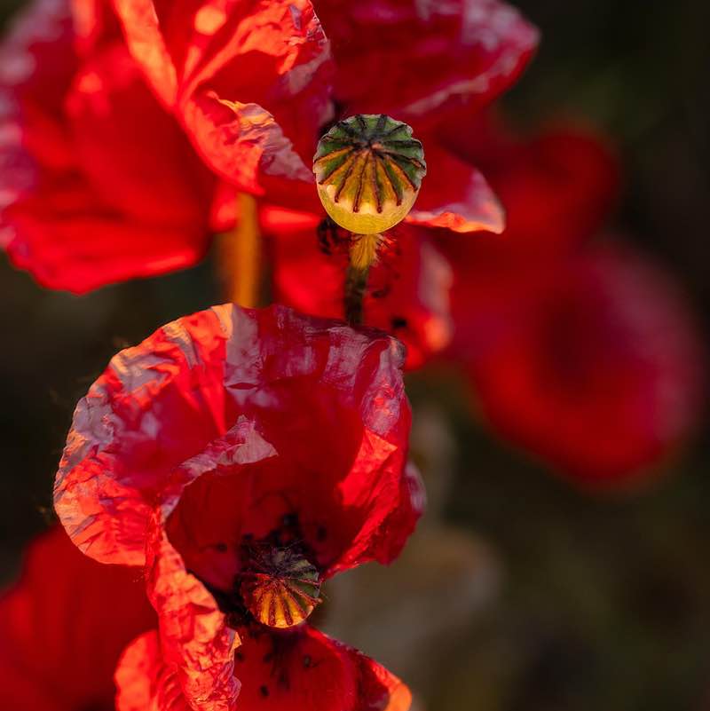 August Group Challenge 🇪🇸🇳🇬🫶😘💃 post image