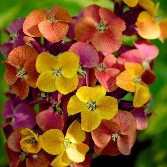 🇪🇸🇳🇬🫶😘💃 post 1