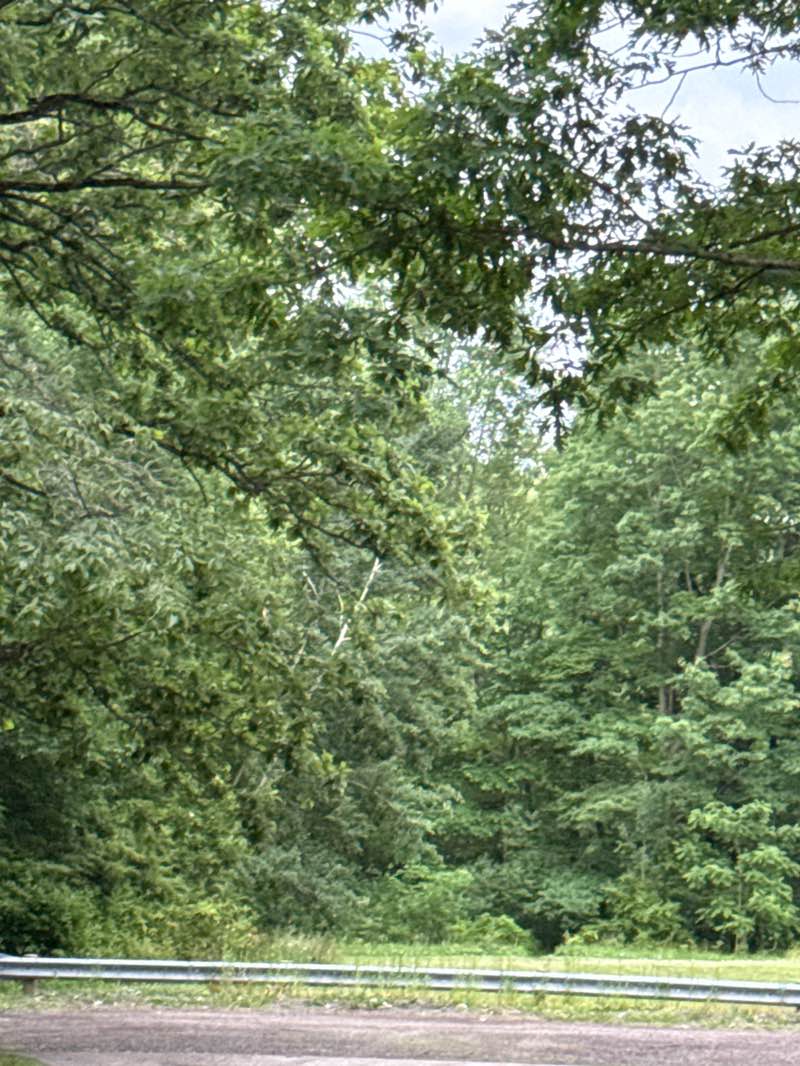 walking near me in Picnic Lake Park in summer