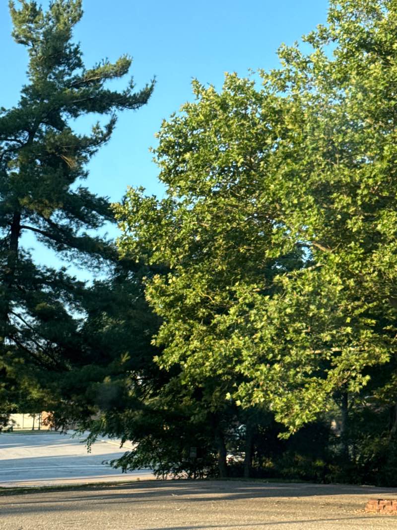 walking near me in Aurora Pioneer Park in summer