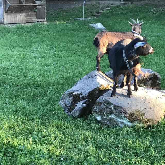 Chrigels Schrittzähler post 1