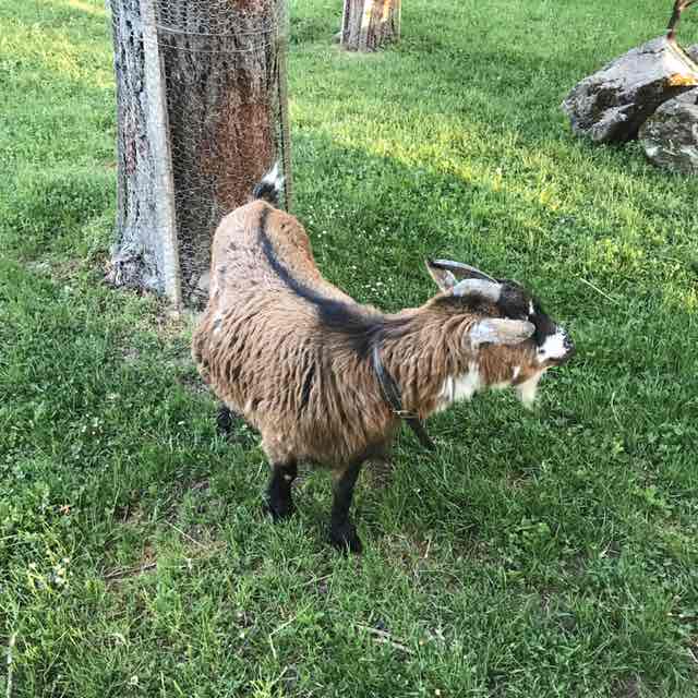 Chrigels Schrittzähler post 2