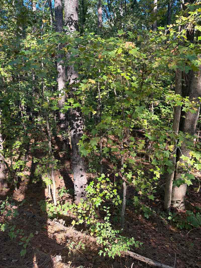 walking near me in American Tobacco Trail in autumn