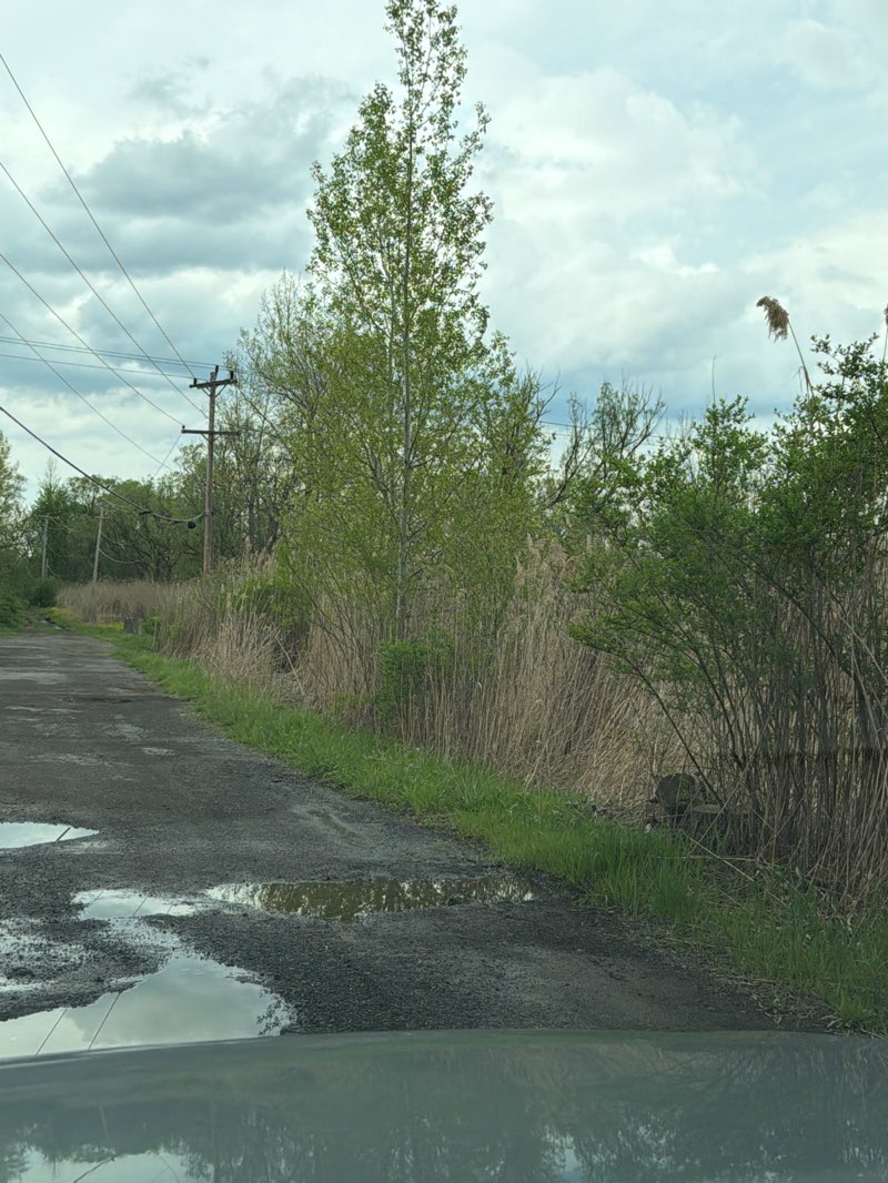 walking near me in Stanley J. Hamlin Marsh Wildlife Management Area in spring