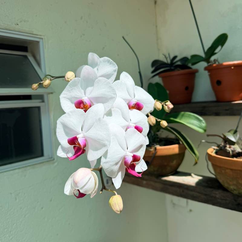 🇧🇷 XYKO🇧🇷 post 3