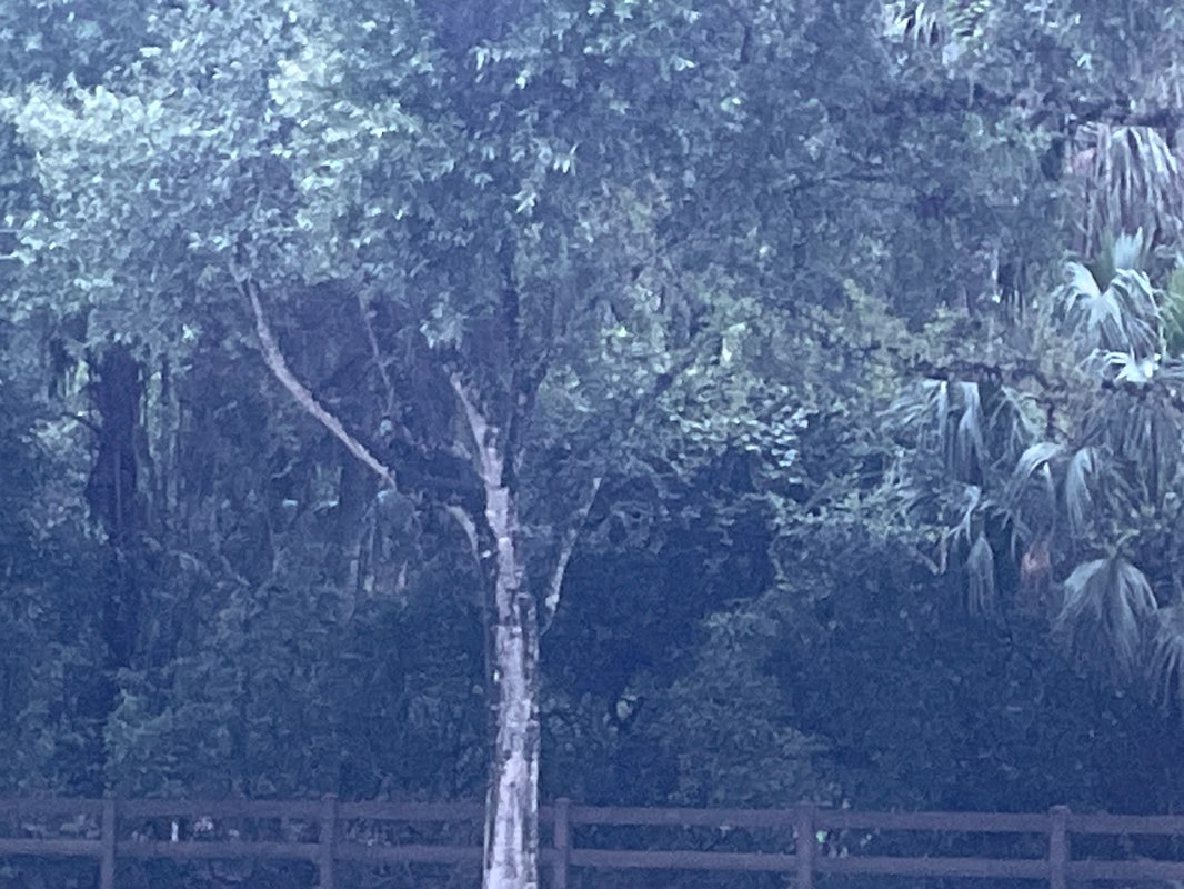 walking near me in Tall Cypress Natural Area in summer