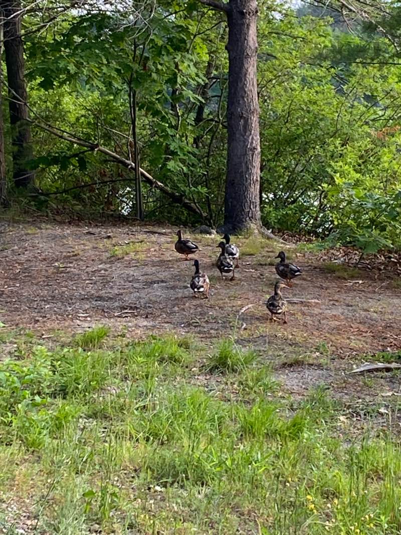 walking near me in Precourt Park in winter