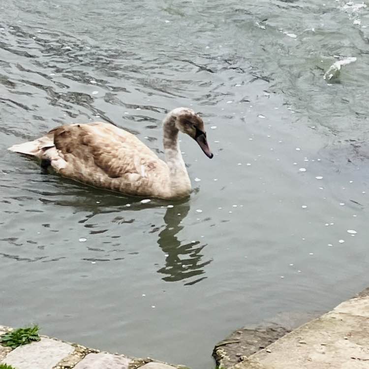 December Steps Challenge marie post image