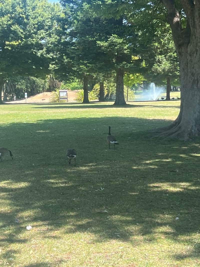 walking near me in Elk Grove County Park in summer