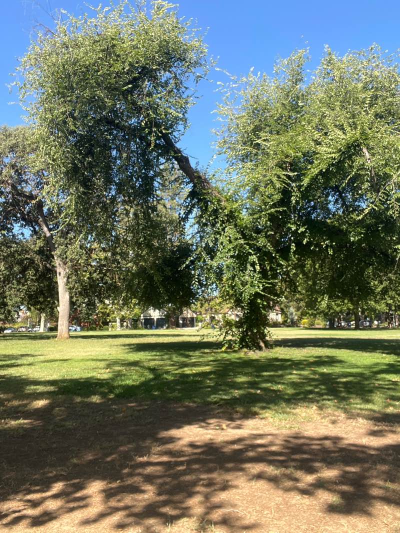 walking near me in Curtis Park in summer