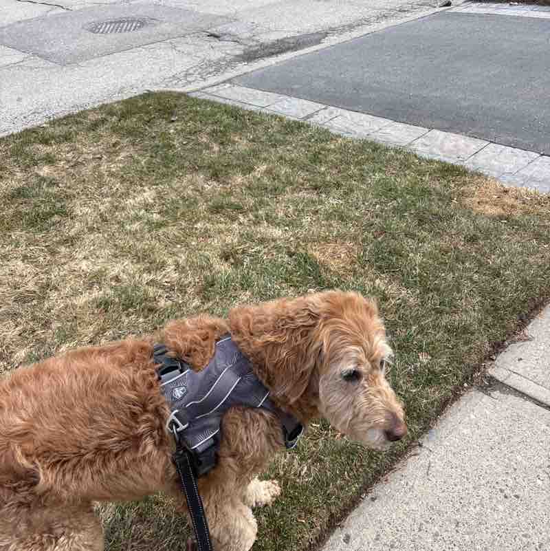 Jennifer 🐾🙏🏳️‍🌈🐶🏒 post 1