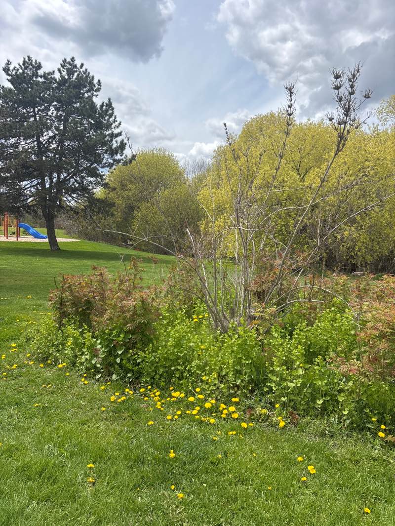 walking near me in Douglas Park in spring