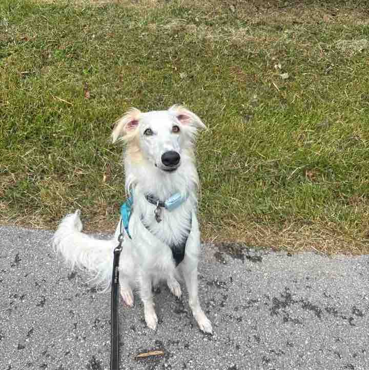 Jennifer 🙏🏳️‍🌈🐶🇨🇦 post 2