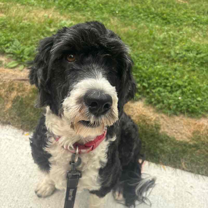 Jennifer 🙏🏳️‍🌈🐶🇨🇦 post 1