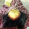 Subohi