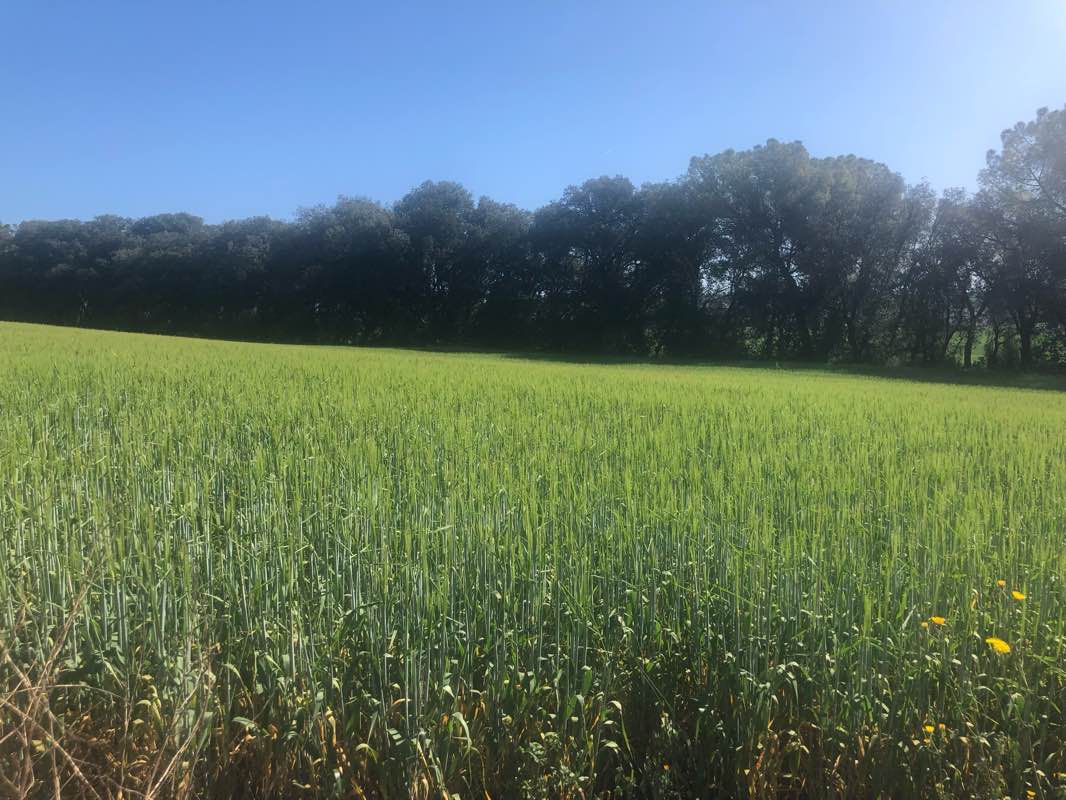 walking near me in Parc del Lledoner in winter