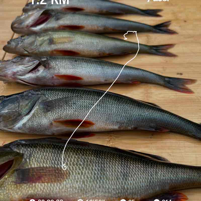 PacerTyp_1953 post 1