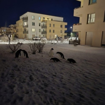 🌼🍀🌺Spaß am Laufen 🐕‍🦺🚶🏼‍♀ Ron post image