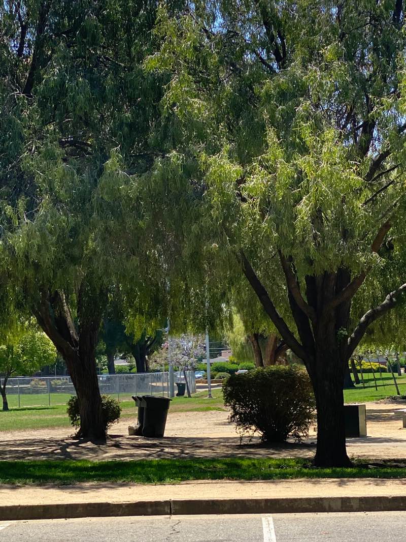 walking near me in Cardoza Park in summer
