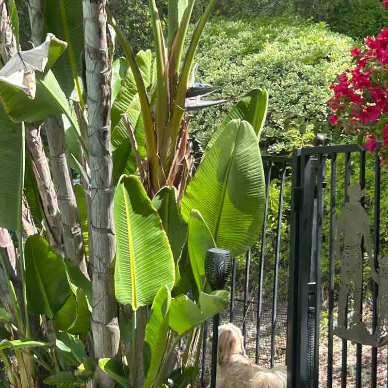 Masquerade_ball post 1