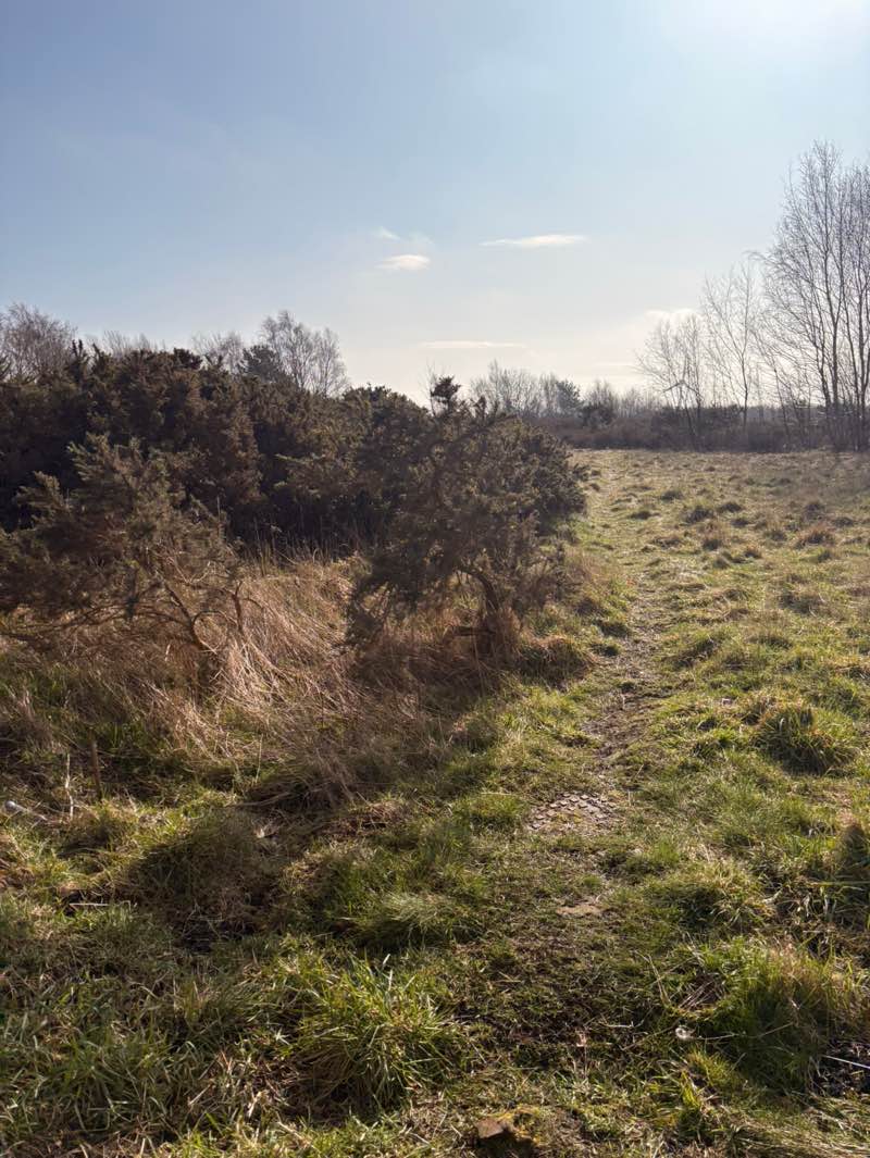 walking near me in Greencroft Heath Local Nature Reserve in spring