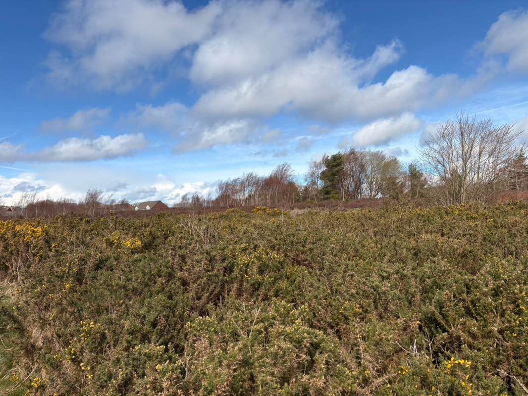 walking near me in Greencroft Heath Local Nature Reserve in spring