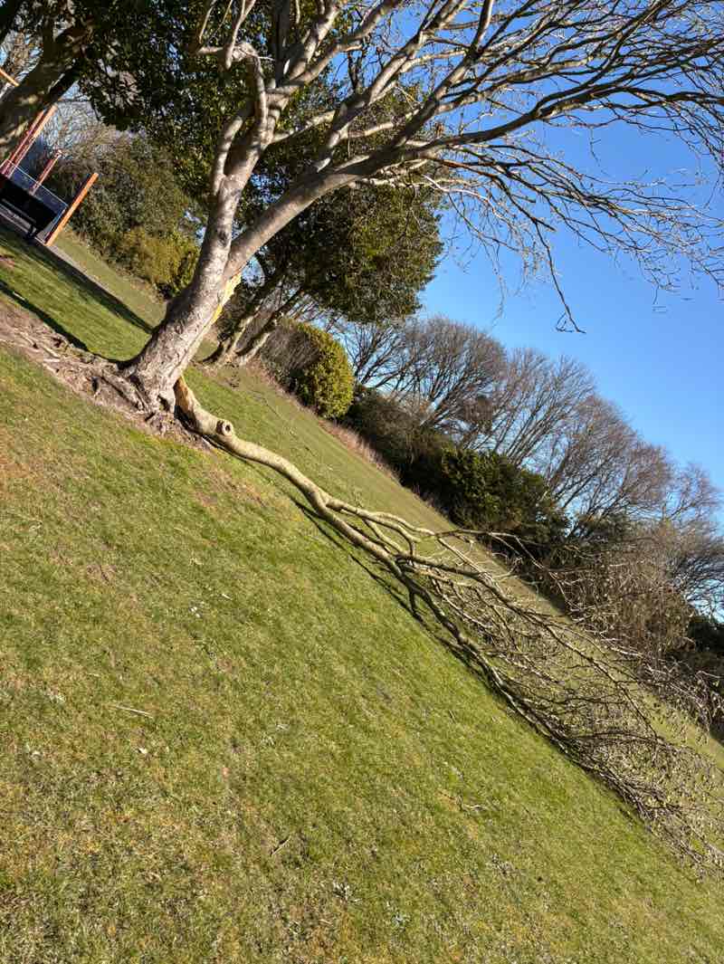 walking near me in Annfield Plain Park in spring