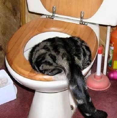 ЕКАТЕРИНБУРГ FOREVER ☠Саныч77🐯☠️🏴☠️🏴☠️ post image