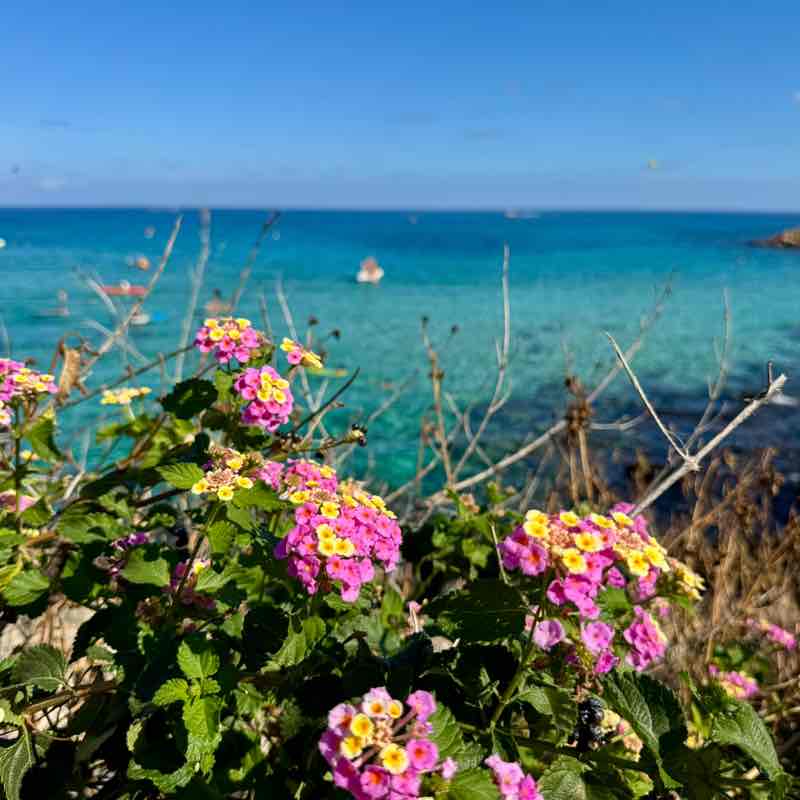 Irina 🐯 🚴🏼‍♀️🇷🇺🇩🇪 post 2