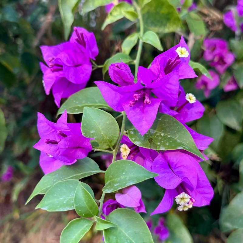 Irina 🐯 🚴🏼‍♀️🇷🇺🇩🇪 post 1