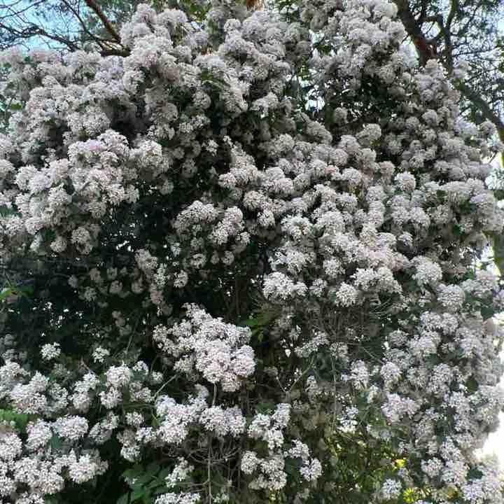 ཆོས་ཀྱི་ཉི་མ་ Dharma Surya🇨🇦🇨🇦🇨🇦 post 2