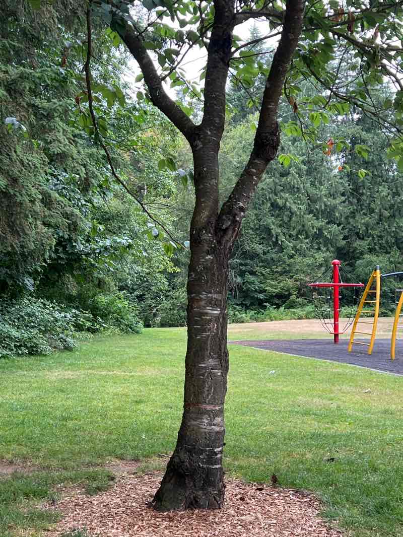 walking near me in Brookswood Park in summer