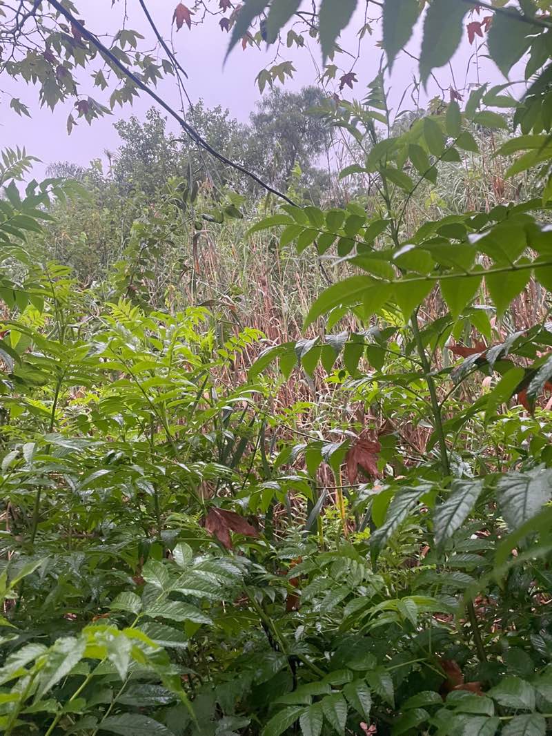 walking near me in Cedar park in summer