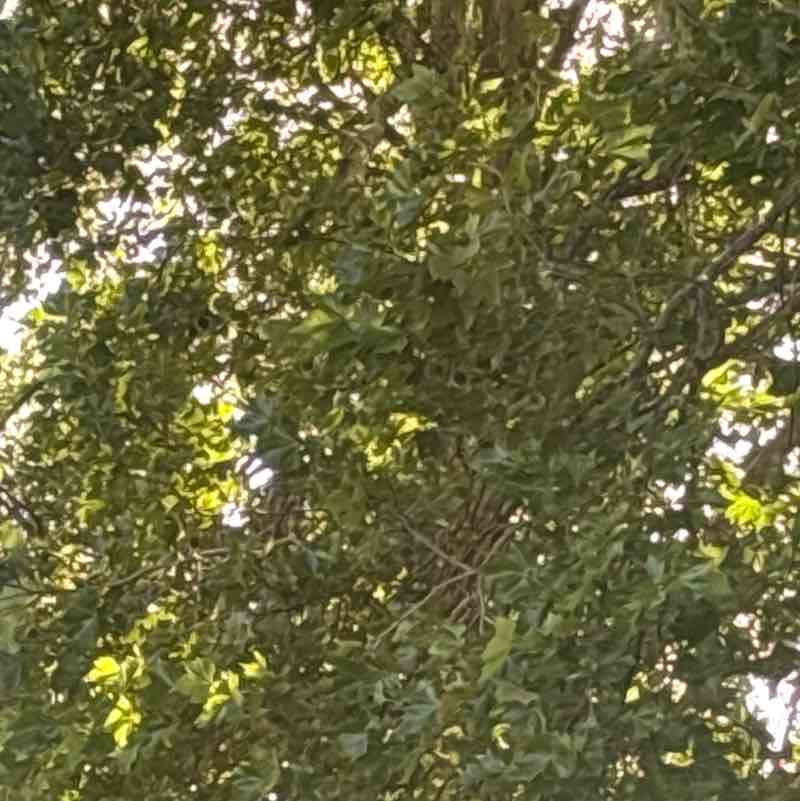 PacerGuy_1983 post 1
