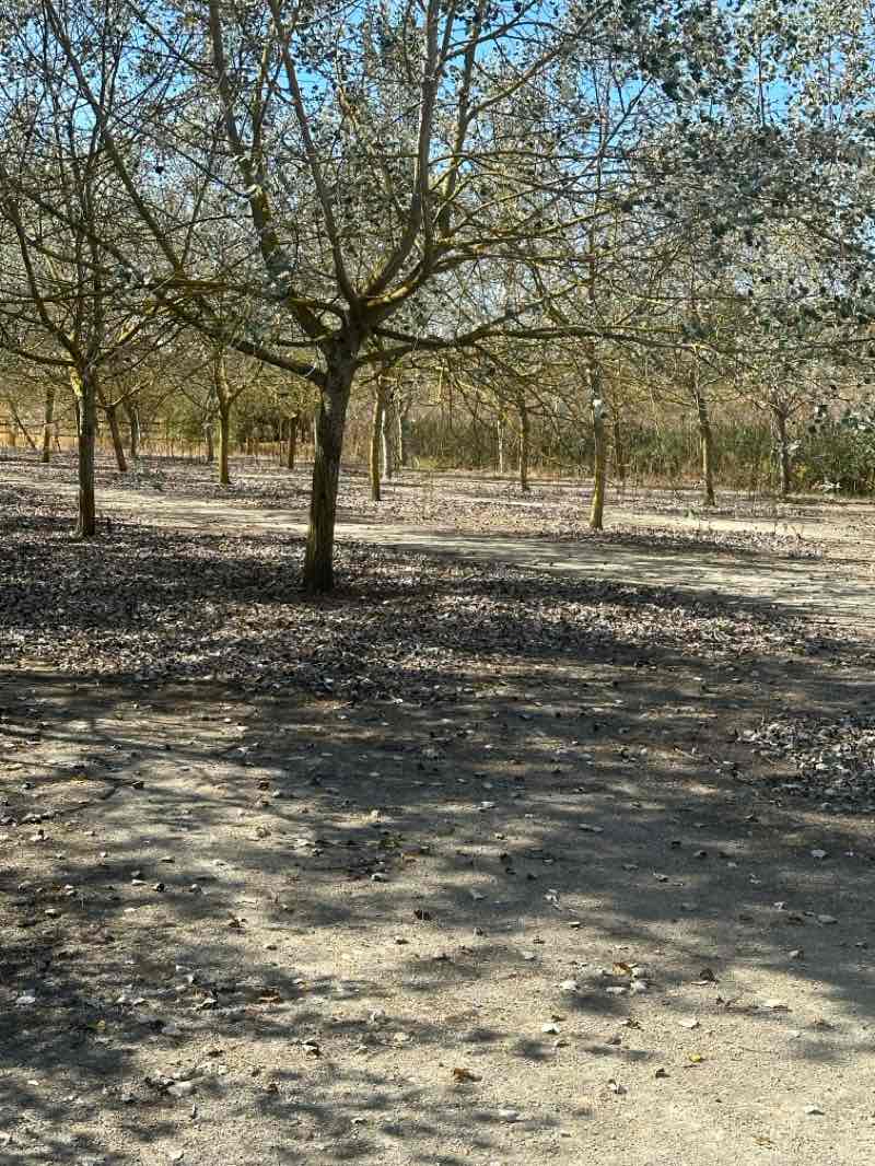 walking near me in Milton Creek Country Park in winter