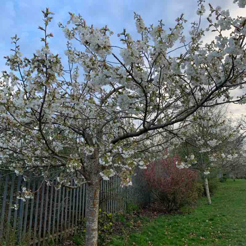 PacerGal_1948 post 1