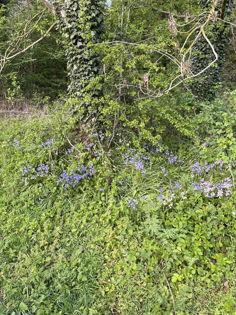 walking near me in Allesley Park in spring